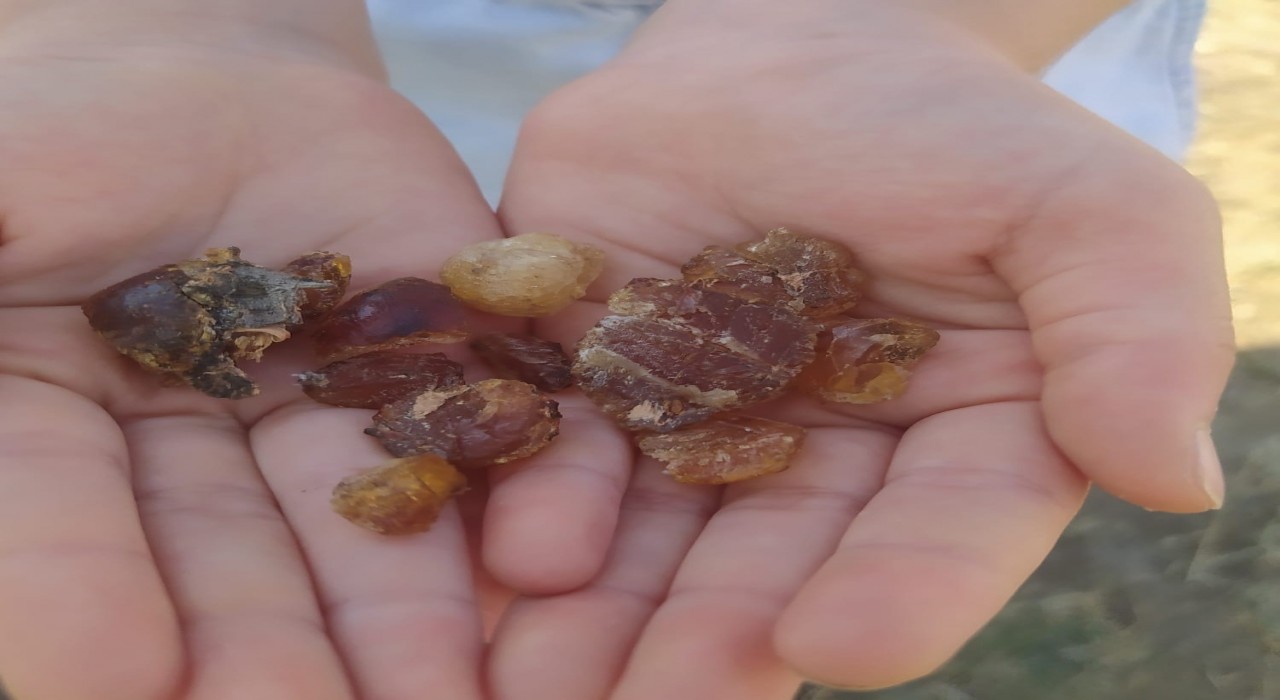 Patnosta çam sakızı şifa kaynağı oldu