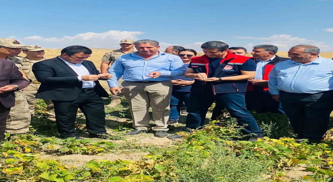 Patnosta fasulye hasadı başladı