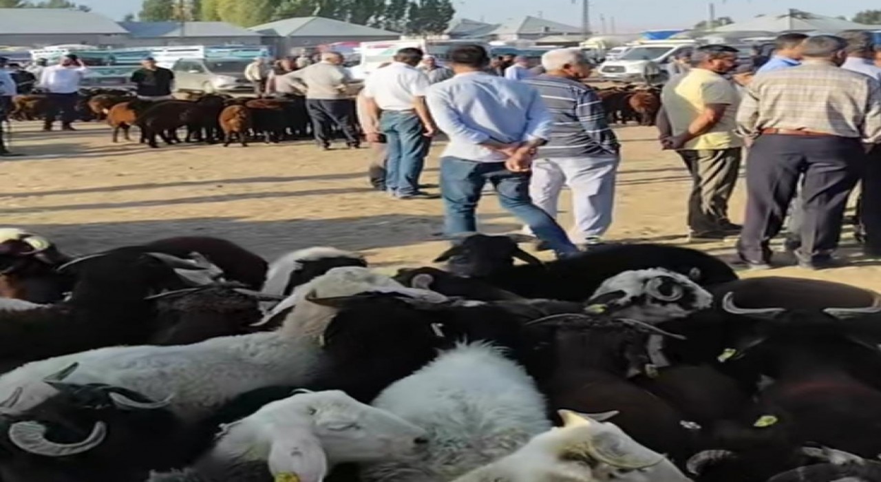 Patnosta hayvan pazarı yeniden açıldı