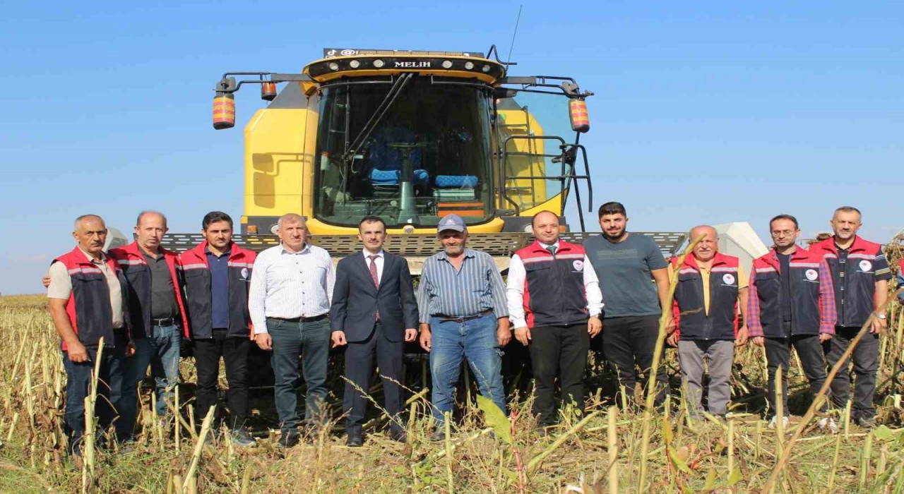 Pazarda ayçiçeğinde 600 ton ürün bekleniyor