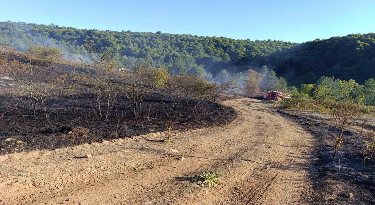 Pazaryeri Bozcaarmutta orman yangını