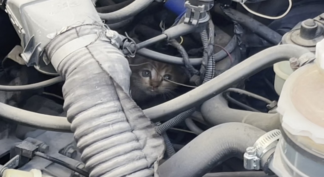 Polis ve itfaiyenin kedi kurtarma operasyonu