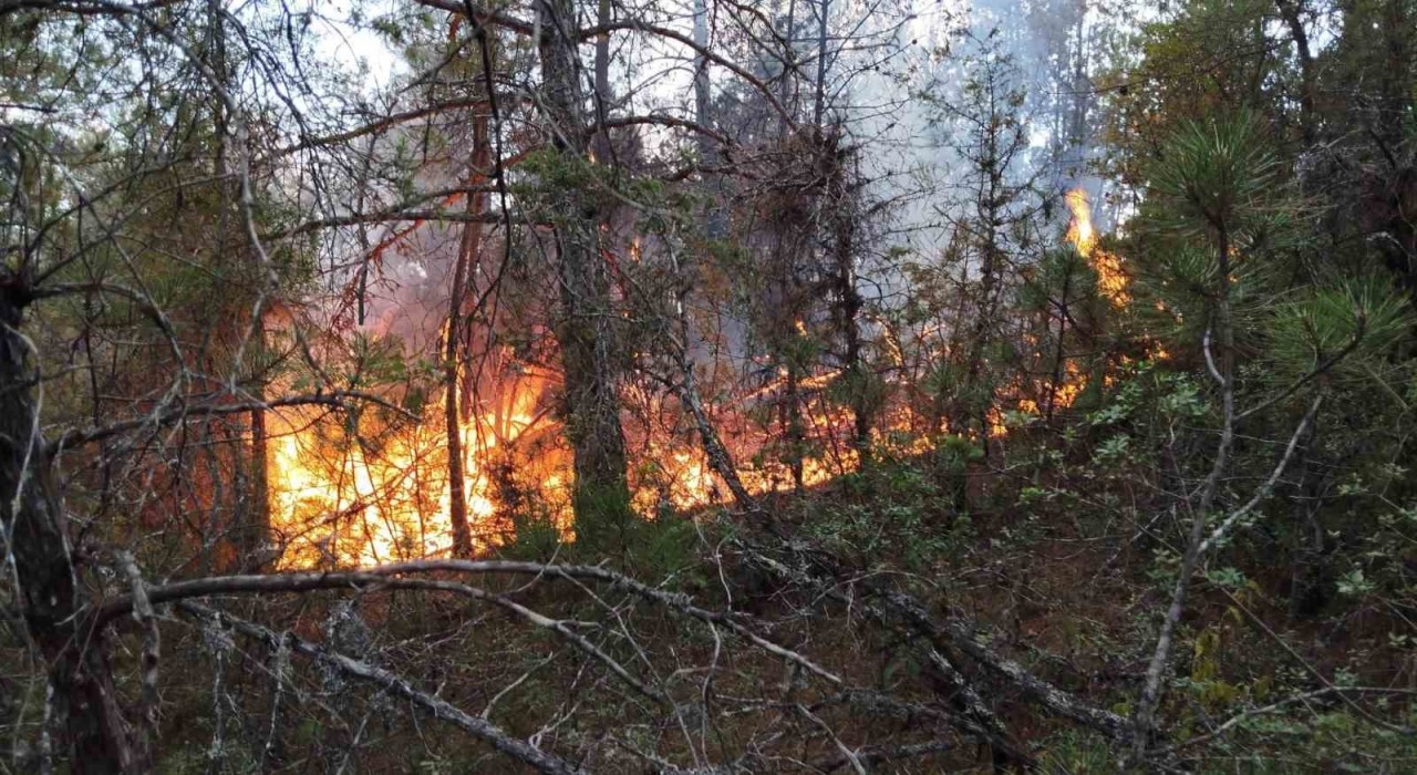 Prof. Dr. Bilgili: Ekosistem yangın sonrası birkaç yıl içinde kendilerini doğal yollarla yeniler