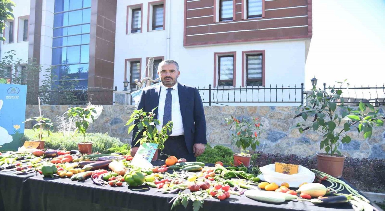 Pursaklar Belediyesi ‘Ata Tohumlarından elde ettiği sebzelerin hasadını yaptı