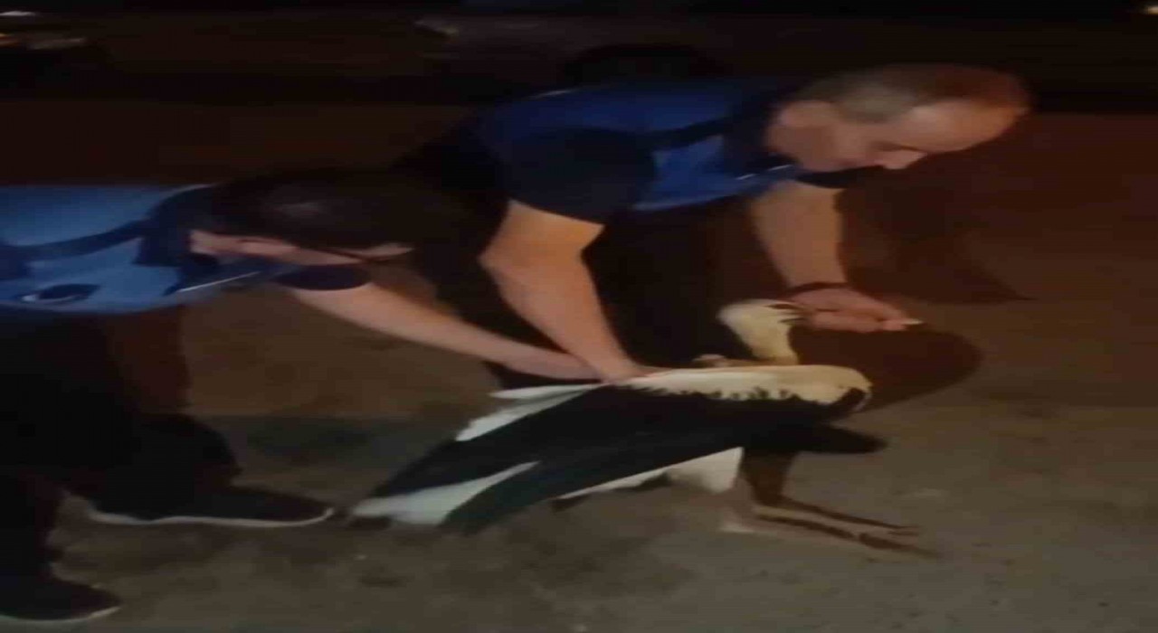Reyhanlıda bitkin halde bulunan leylek, zabıta ekiplerince koruma altına alındı