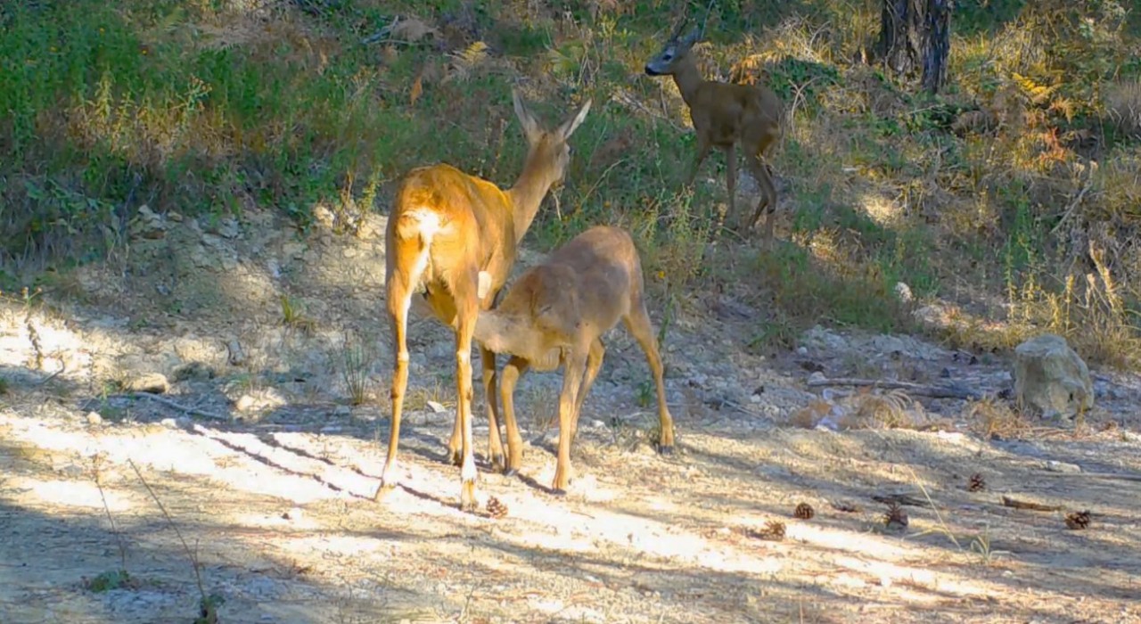 Safranboluda boz ayı ve karacalar fotokapana yansıdı
