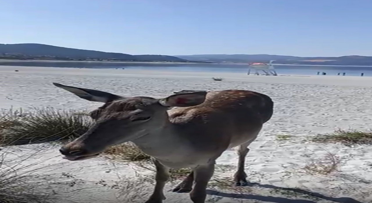 Salda Gölüne inen geyik cep telefonu kamerasına yansıdı