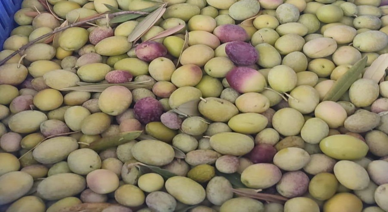 Salihlide üreticiler zeytin sineğine karşı son kez uyarıldı