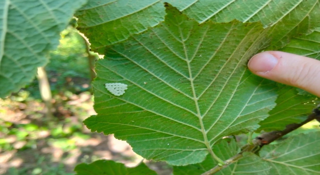 Samsunda 1 milyonun üzerinde samuray arısı doğaya salındı