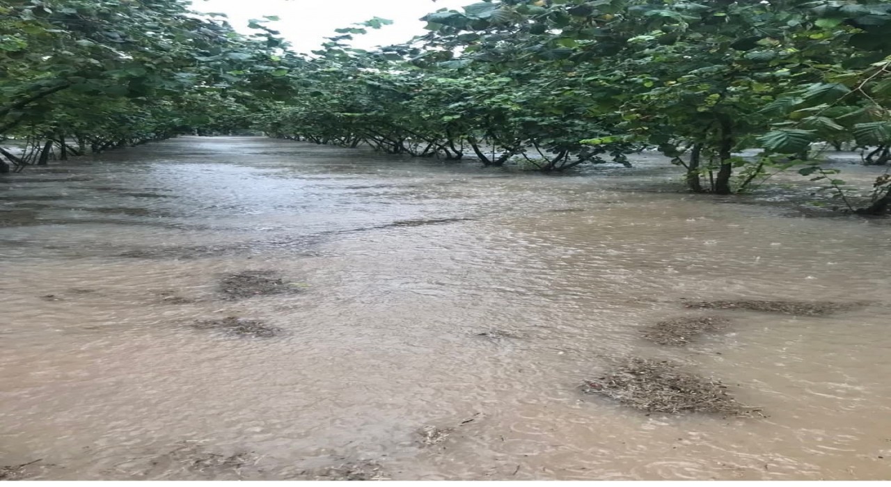 Samsunda sağanak: Fındık bahçeleri göle döndü