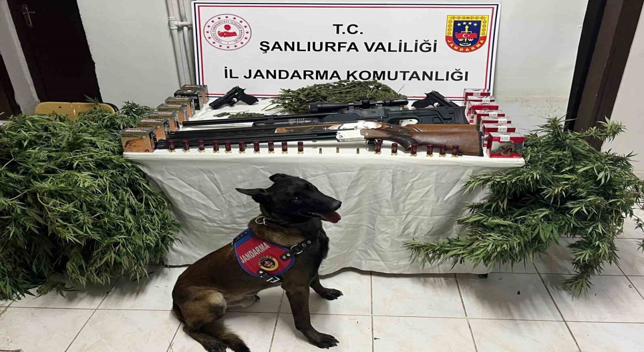 Şanlıurfada 1 kilo 508 gram kubar esrar ele geçirildi: 3 gözaltı