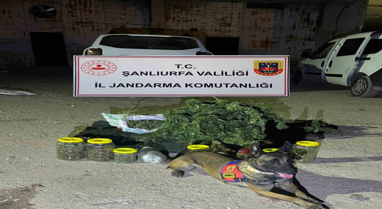 Şanlıurfada 13 kilo 600 gram skunk ele geçirildi