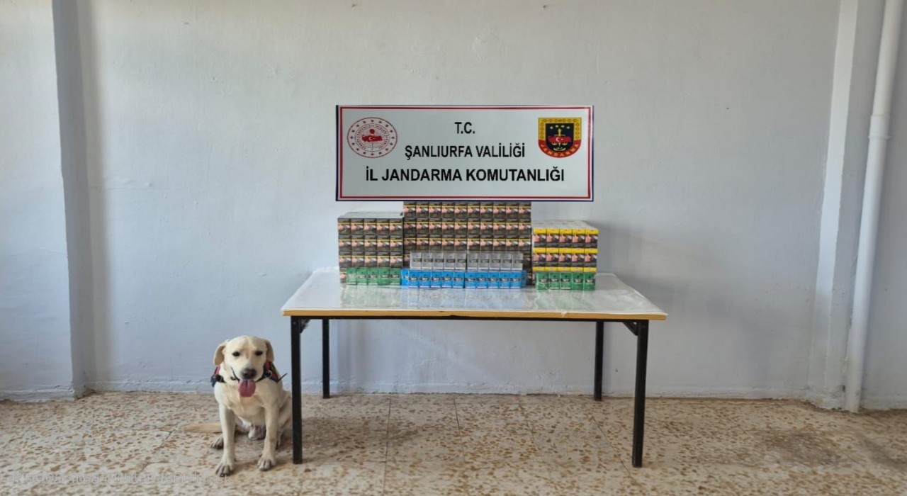 Şanlıurfada 7 bin 777 paket gümrük kaçağı sigara ele geçirildi