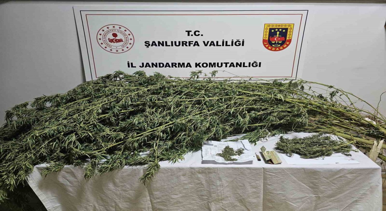 Şanlıurfada esrar ve kenevir bitkisi ele geçirildi