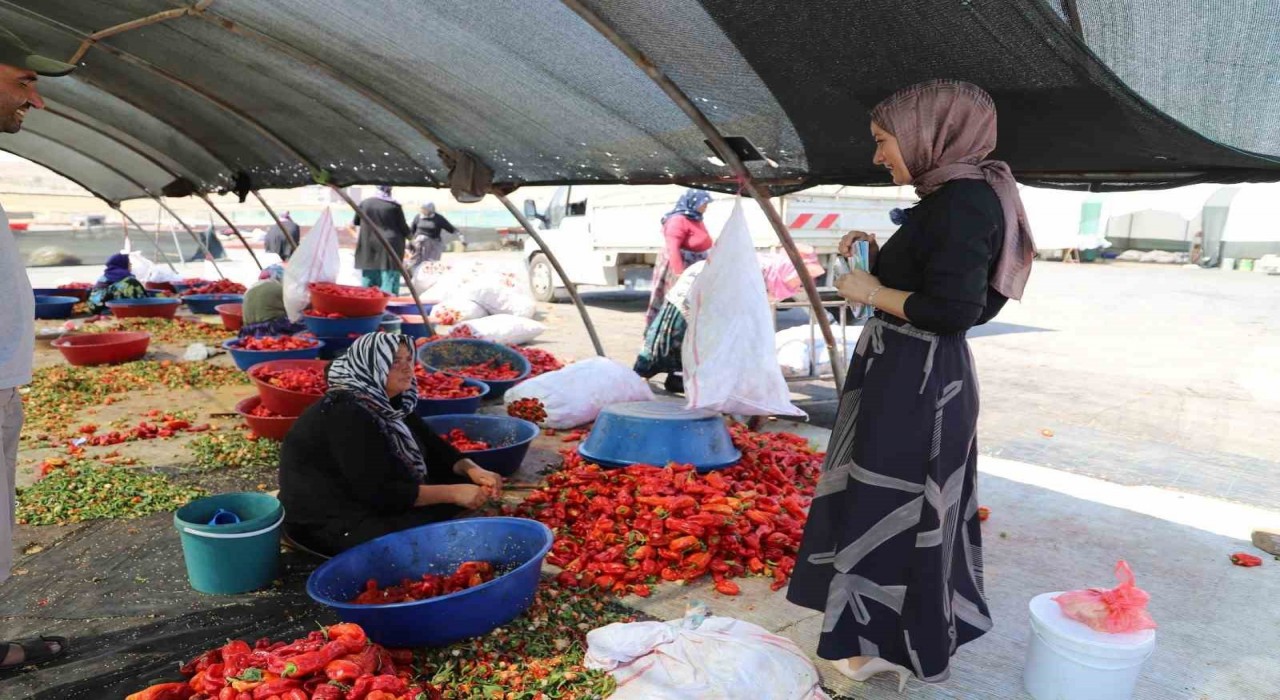 Şanlıurfada mevsimlik tarım işçilerine mobil sağlık hizmeti