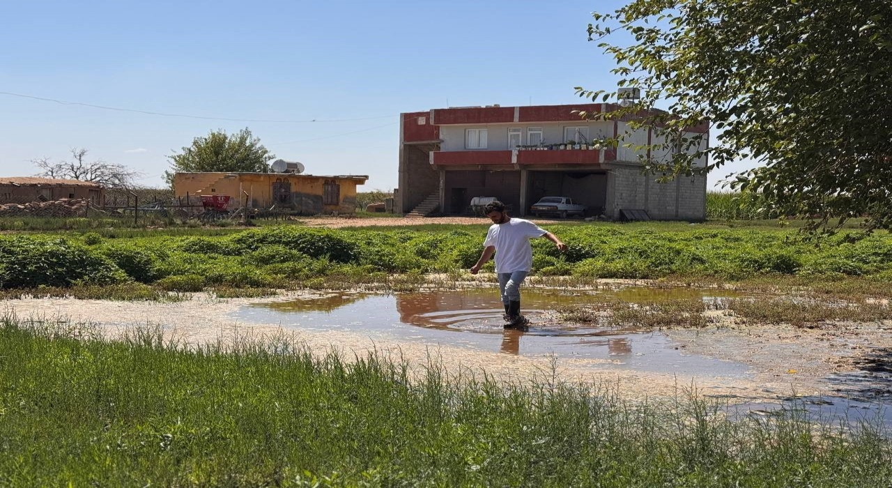 Şanlıurfada yükselen taban suyu ev ve tarlaları yuttu