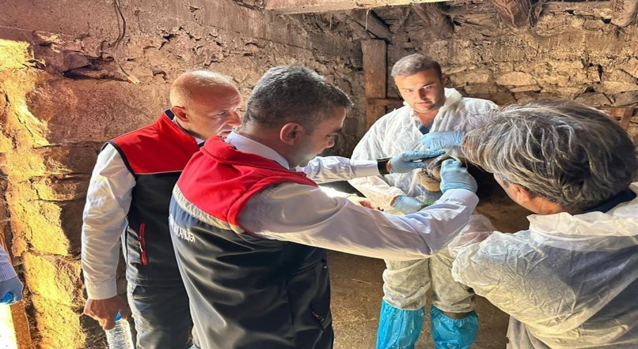 ŞAP hastalığına karşı aşılama sürüyor