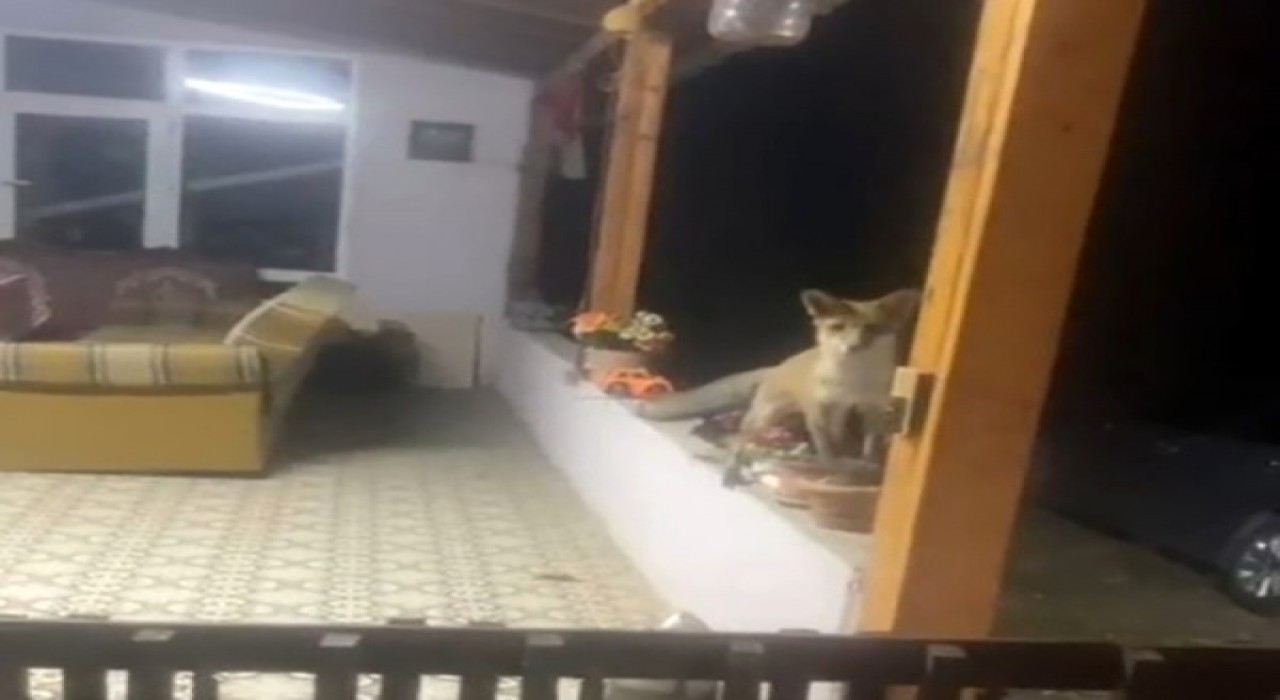 Sarayda tilki ile sohbet görenleri güldürdü