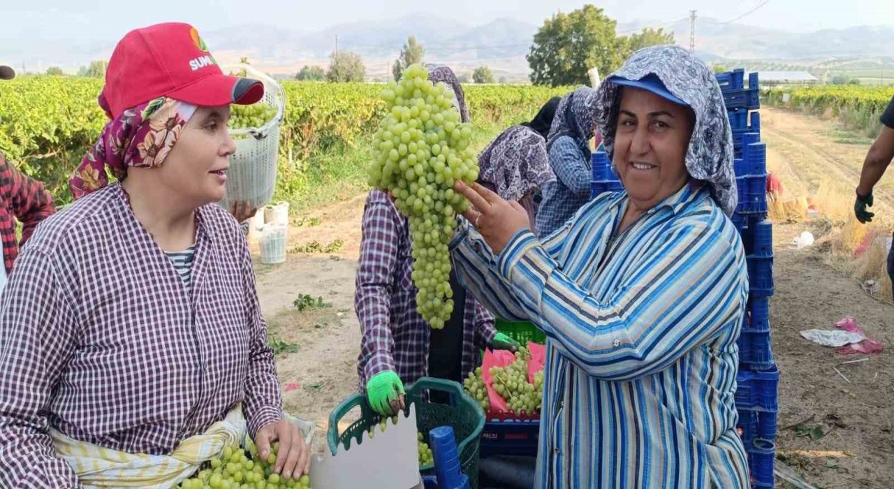 Sarıgölde 5,5 kiloluk üzüm salkımı