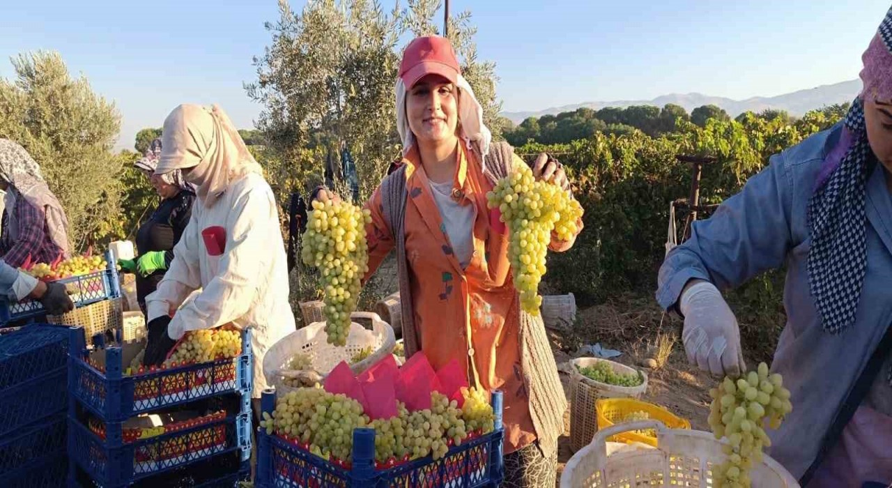 Sarıgölde hayat üzümle dönüyor