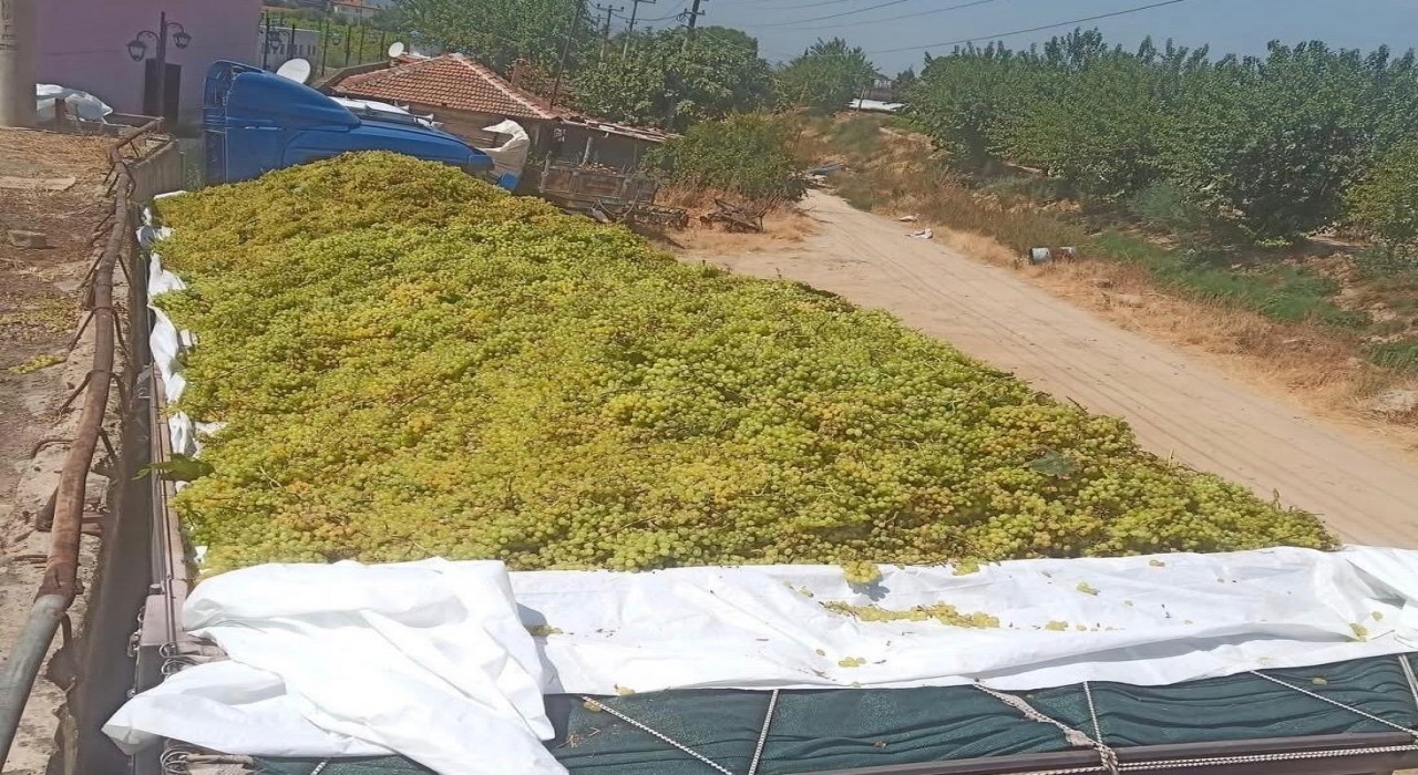 Sarıgölde şaraplık üzüm alımları sürüyor