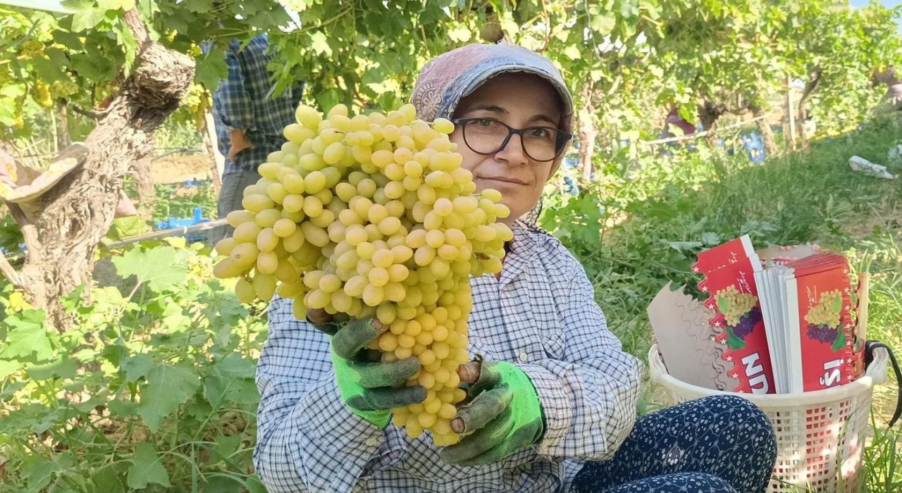 Sarıgölde yaş üzüm piyasası hareketlendi
