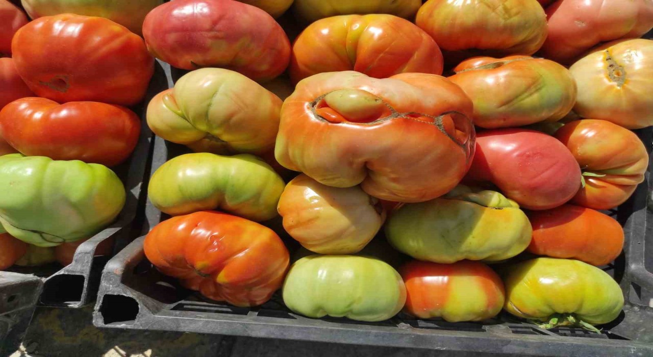 Sasonun yüksek yaylalarında organik domates üretimi