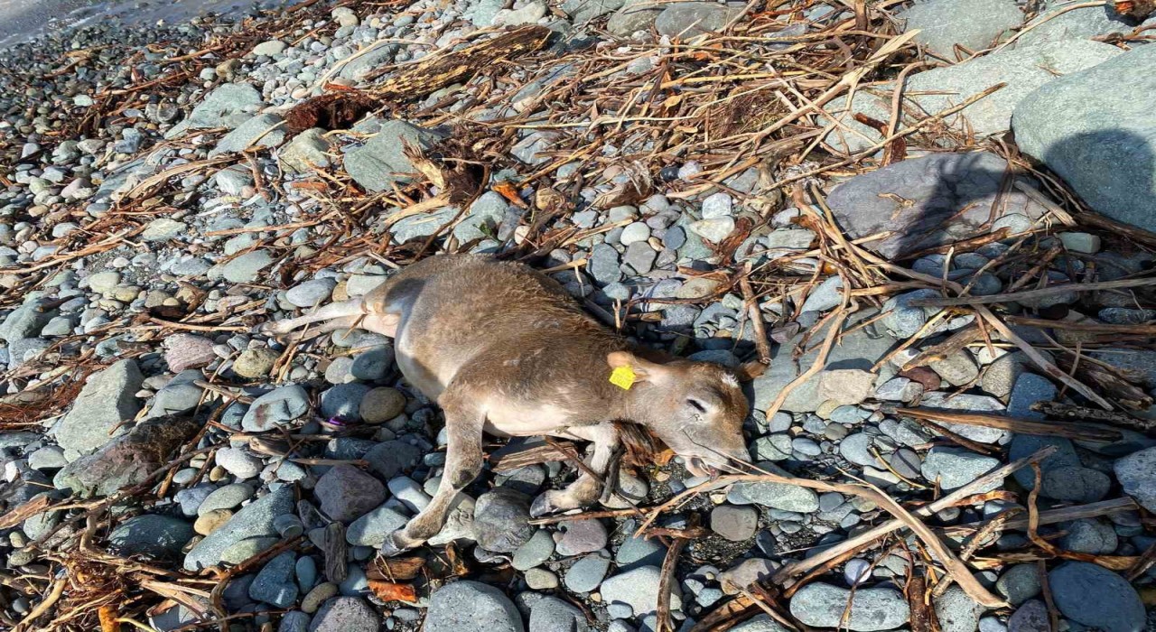 Selin vurduğu Artvinde hayvanlar sel suları ile denize sürüklendi