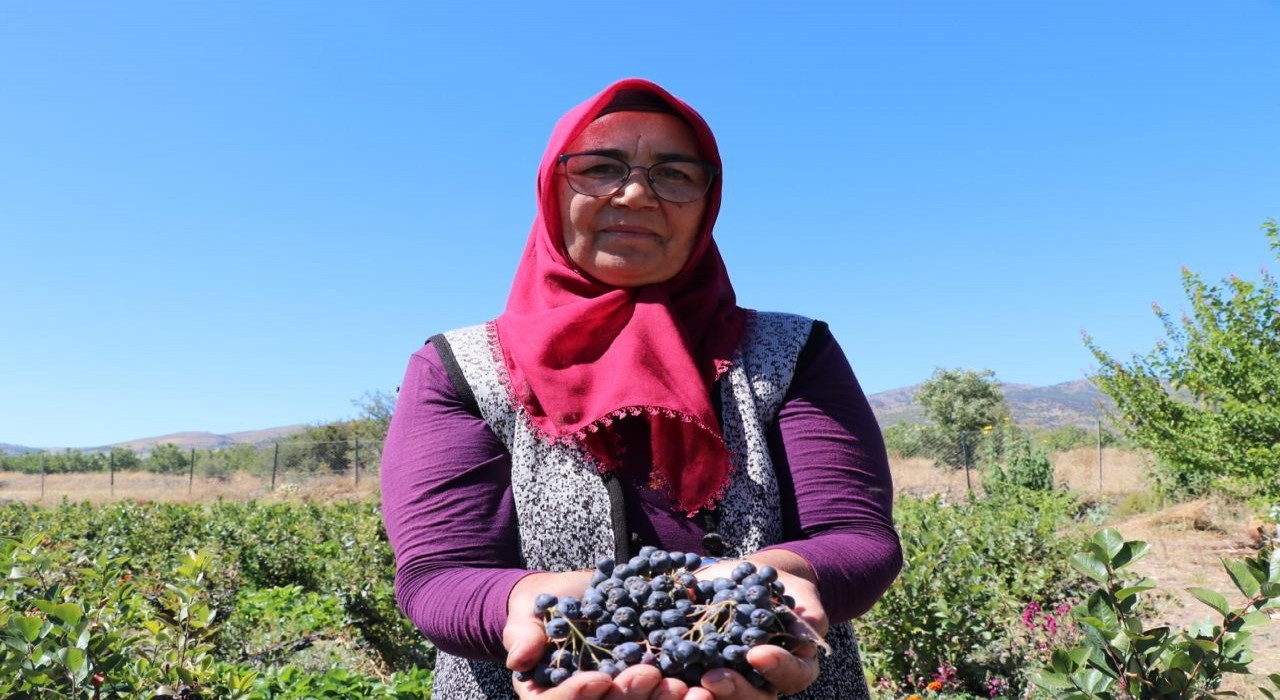 Şifa bulduğu meyvenin üretimi için şehir değiştirdi, 2009 fidanla şifa dağıtacak
