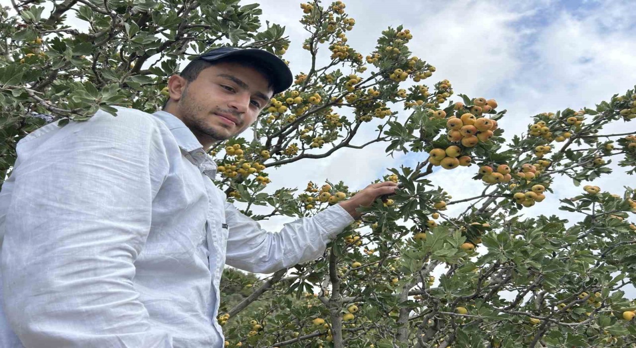 Şifa deposu alıçta hasat başladı: Kilogram fiyatı 200 TLden alıcı buluyor