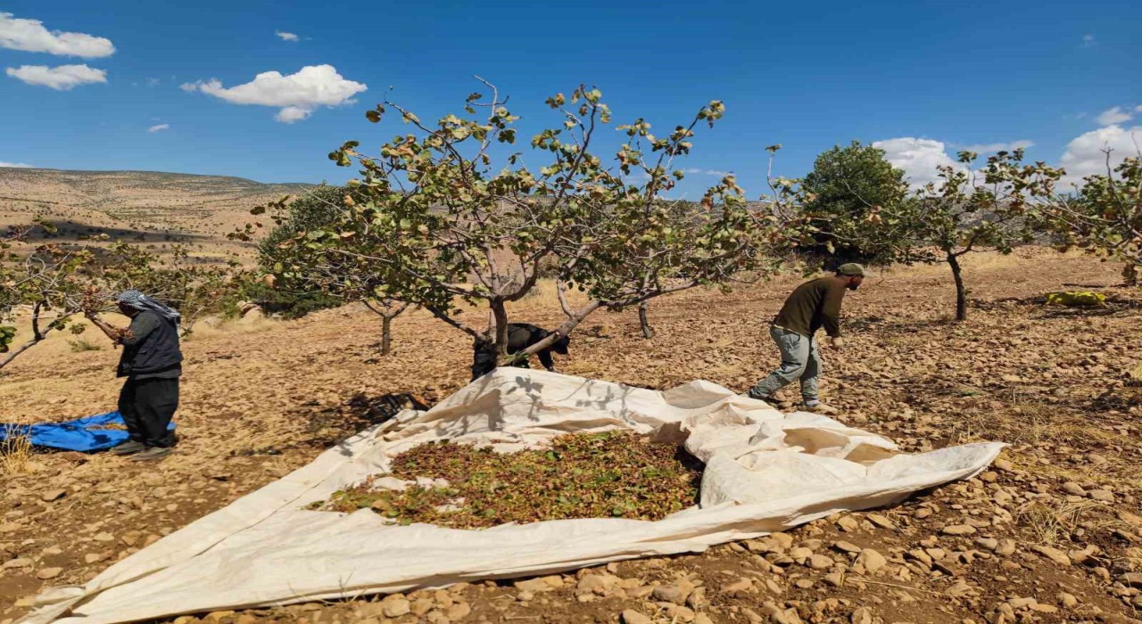 Siirtte fıstık hasadında sona gelindi