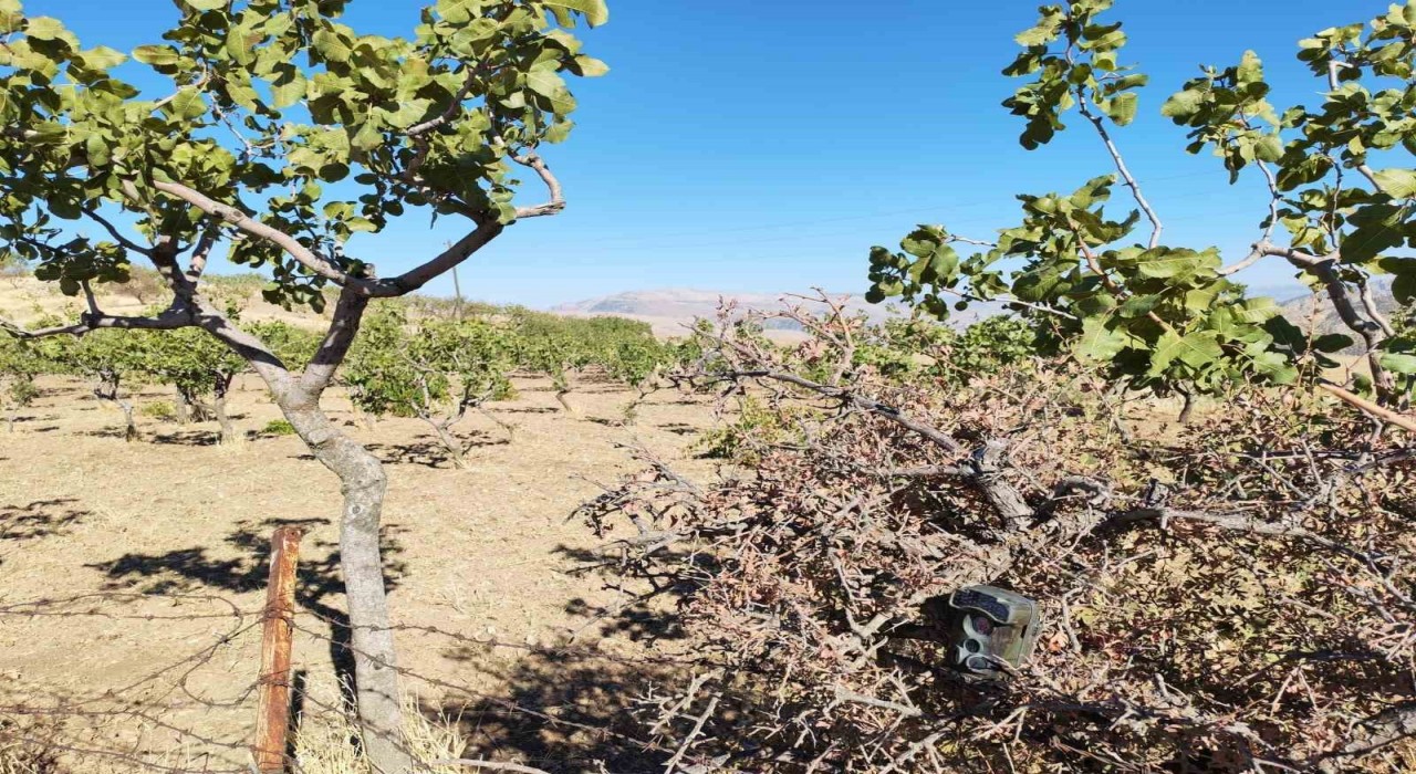 Siirtte jandarma, fıstık hırsızlıklarına karşı denetimlerini artırdı