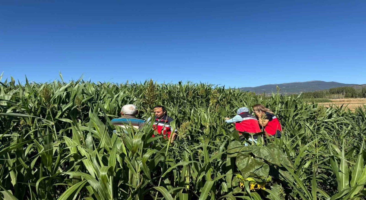 Simavda hasat kontrolleri