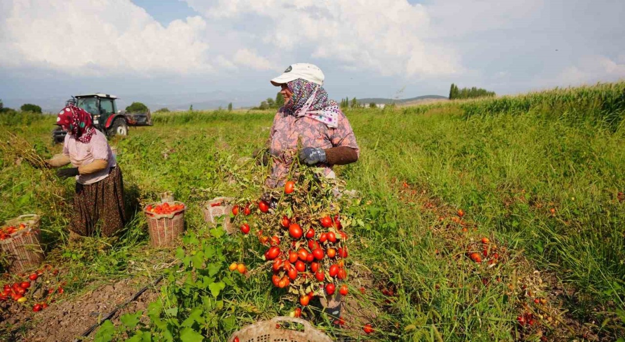Sındırgıda domates hasadı depreme rağmen devam ediyor