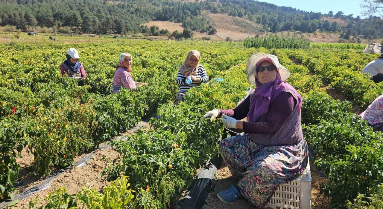 Sındırgıda sarı altında hasat zamanı