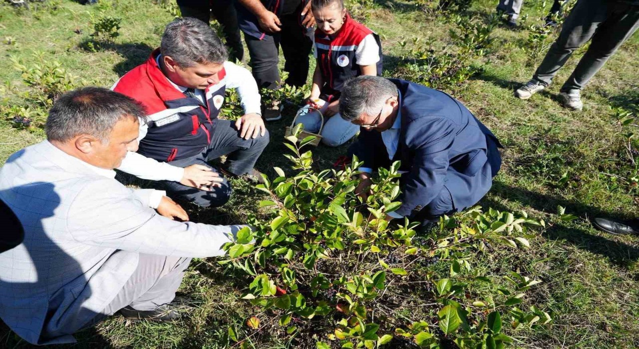 Sinopta aronya meyvesi hasadı yapıldı