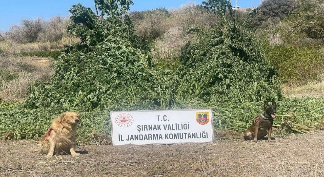 Şırnakta 11 milyon liralık kaçakçılık olayı önlendi