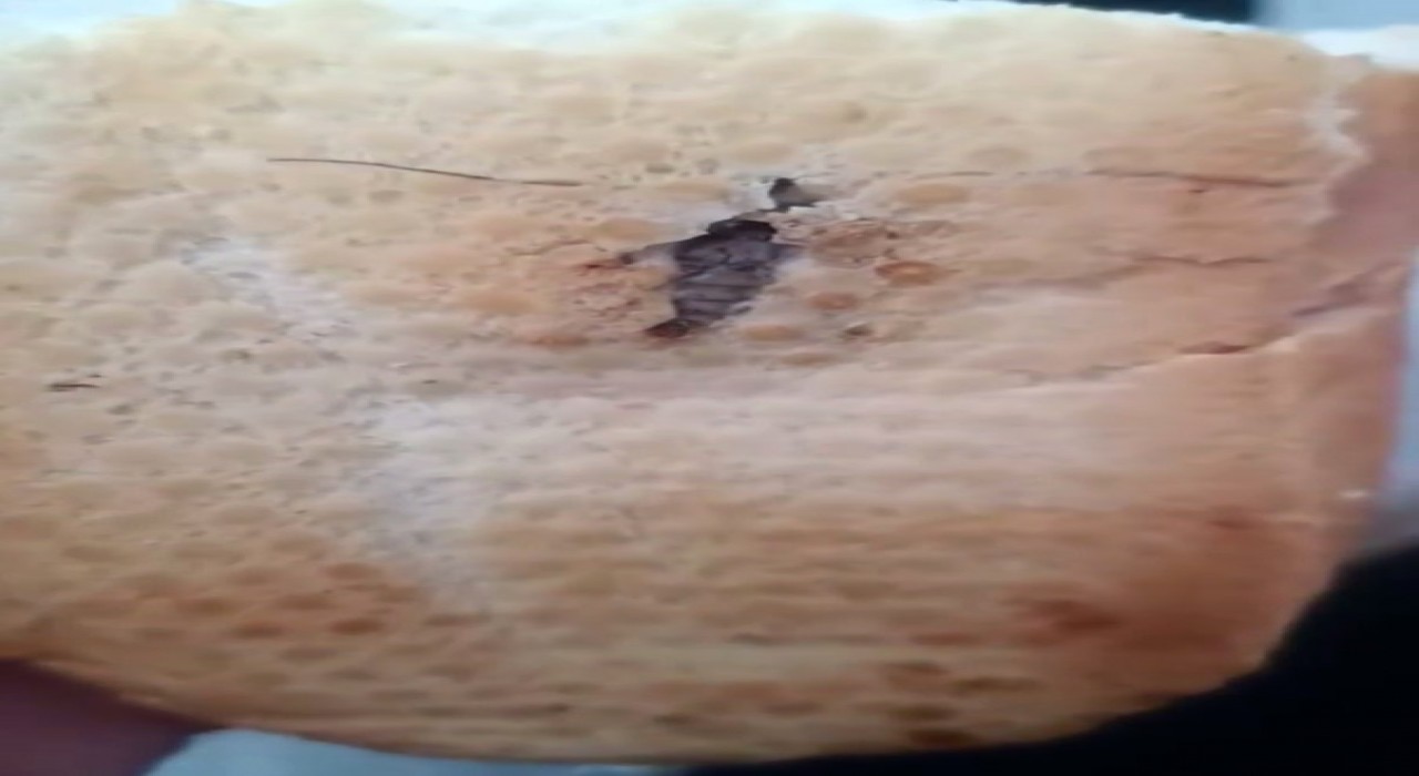 Şırnakta ekmeğin içinden böcek çıktı