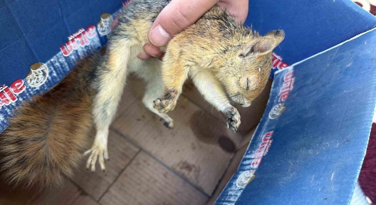 Şırnakta yaban hayvanları tedavi altına alındı