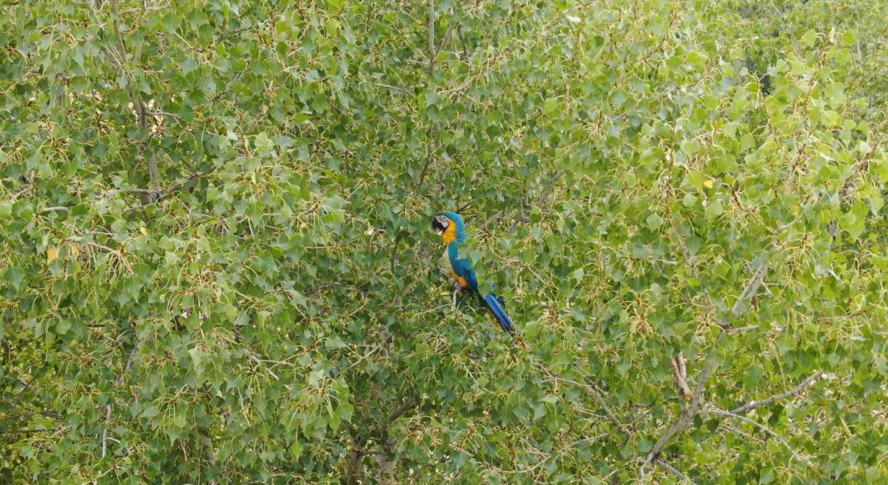 Sivaslıların Rusça konuşan papağanla imtihanı