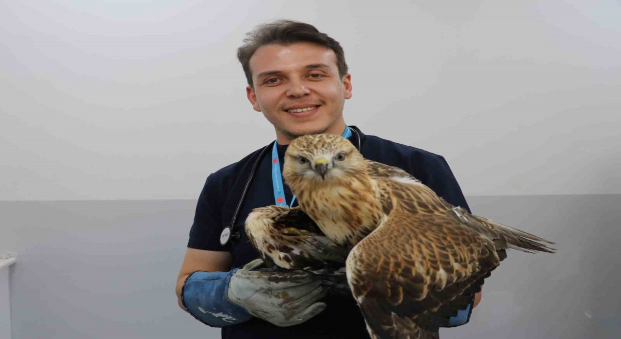 Sivasta kanadından vurulan kızıl şahin, tedavi altına alındı