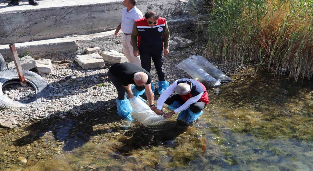 Sivastaki göller yavru balıklarla buluştu