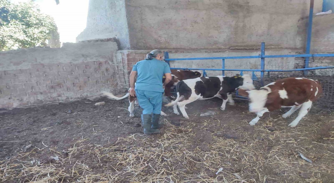 Sökede hayvan sağlığı için aşılama çalışmaları devam ediyor