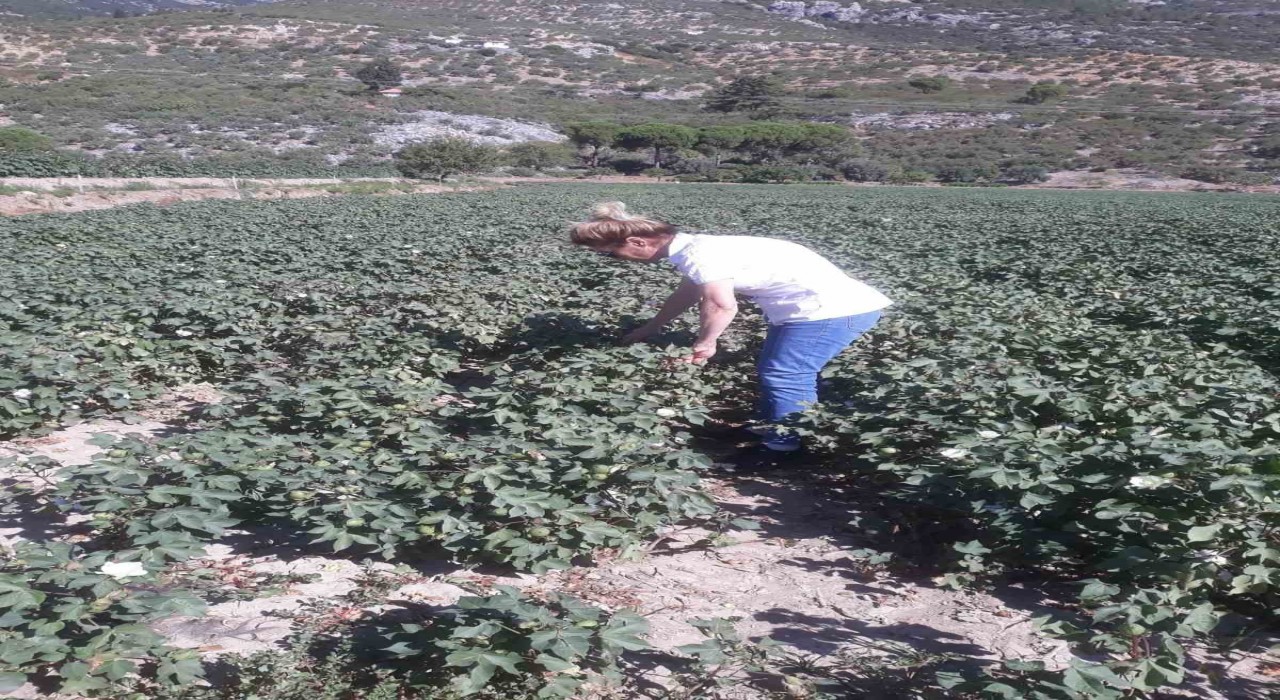 Sökede zararlı popülasyonunda artış gözlemlendi
