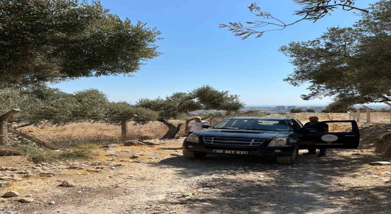 Sökede zeytin rekolte tahmin çalışmaları başladı