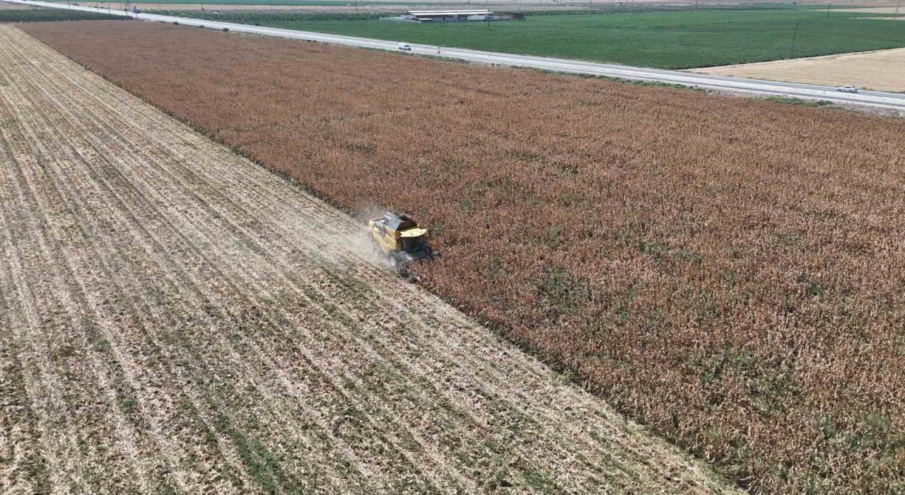 Son 65 yılın ek kurak yılının yaşandığı Amik Ovasında mısır hasadında rekolte kaybı yaşandı