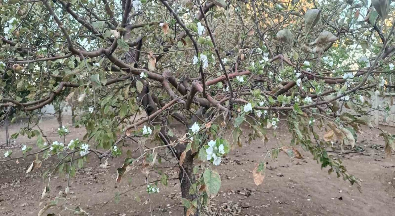 Sonbaharda ağaç çiçek açtı, görenler hayrete düştü