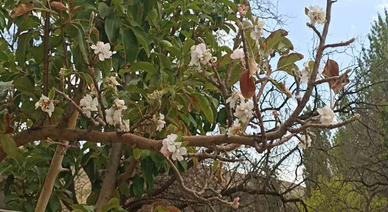 Sonbaharda çiçek açan ağaç görenleri hayrete düşürdü