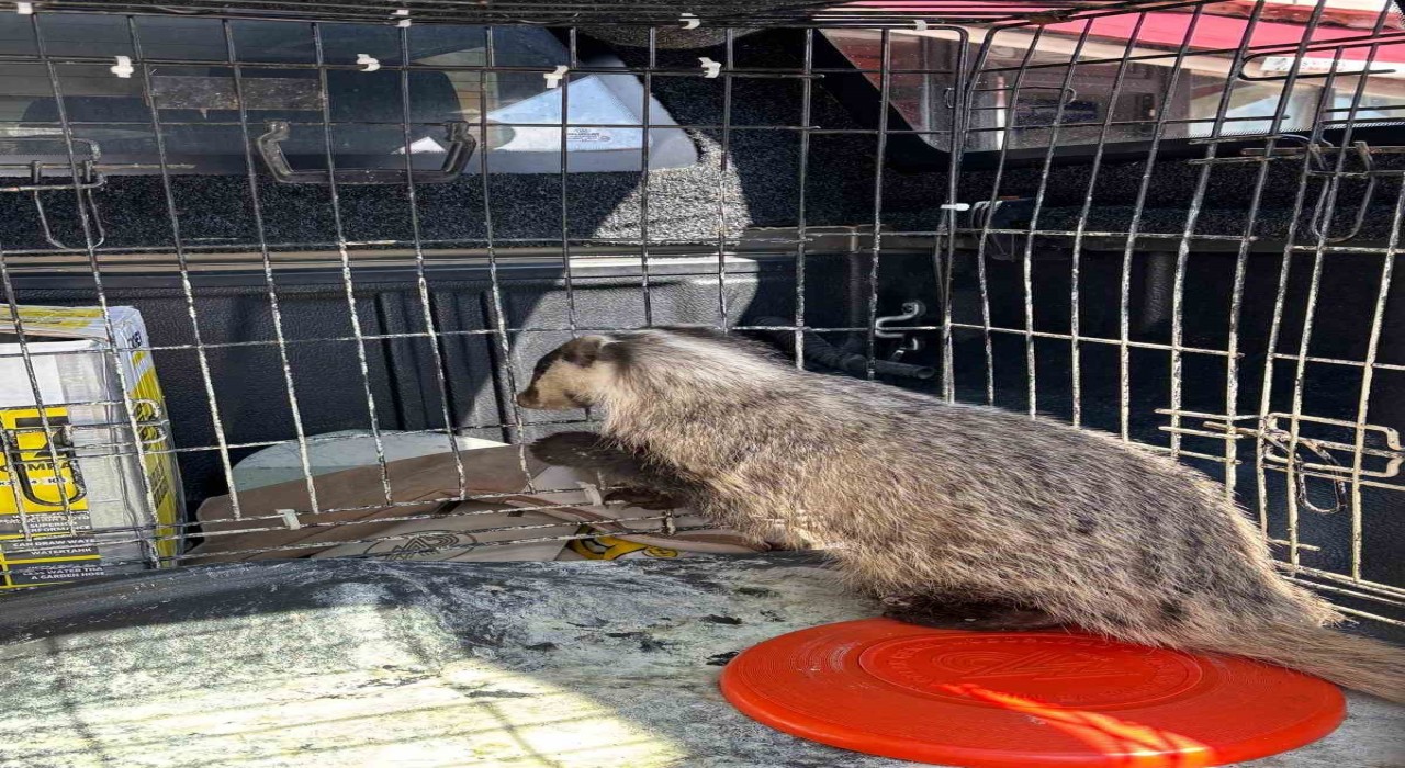 Strese girip psikolojisi bozulan porsuk, tedavi edildi