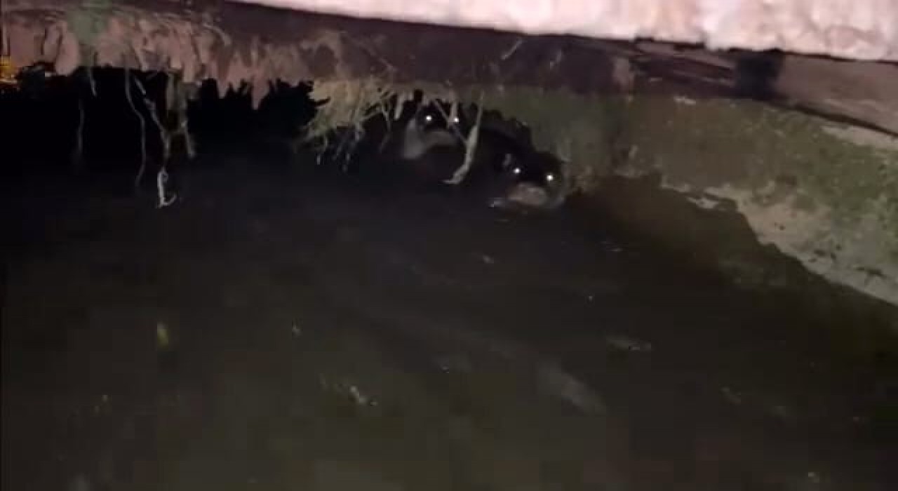 Su samurları sulama kanalında görüntülendi